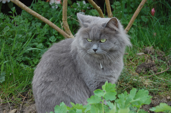 in ihrem geliebten Garten.jpg